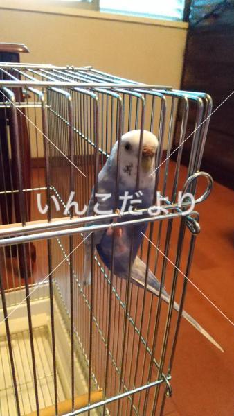 保護鳥の写真