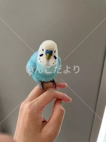 保護鳥の写真
