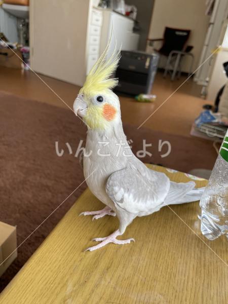 迷い鳥の写真