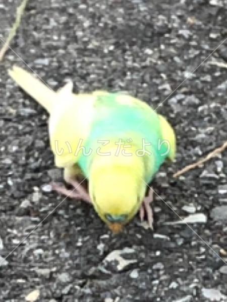 迷い鳥の写真