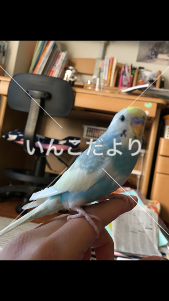 迷い鳥の写真