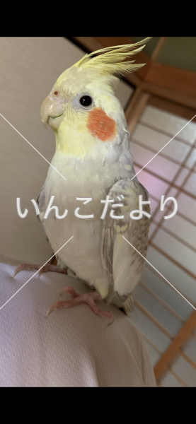 迷い鳥の写真