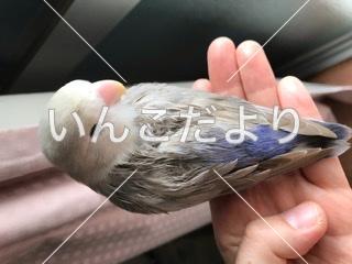 迷い鳥の写真