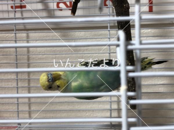 保護鳥の写真