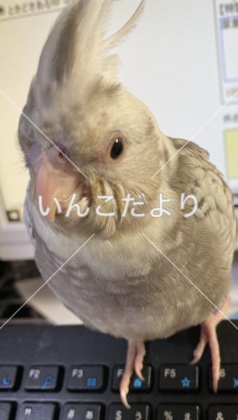 迷い鳥の写真