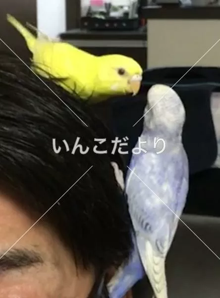 迷い鳥の写真