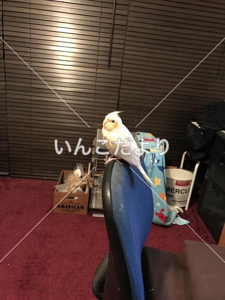 迷い鳥の写真