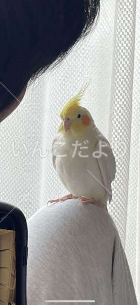 迷い鳥の写真