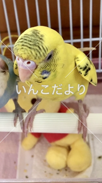 迷い鳥の写真