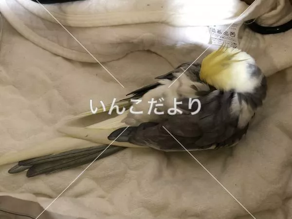 保護鳥の写真