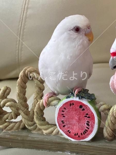 迷い鳥の写真