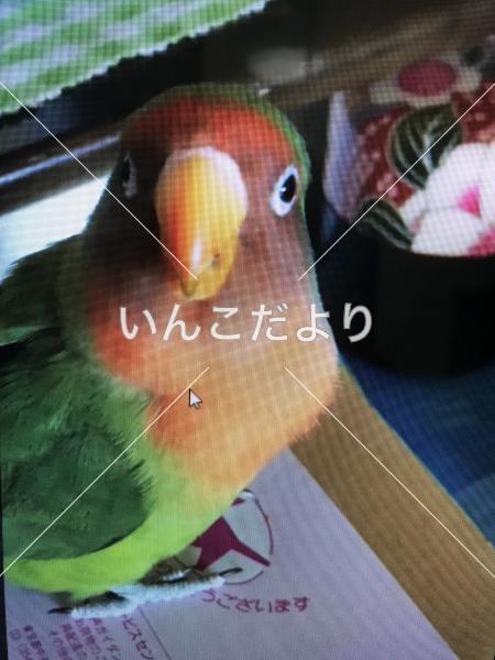迷い鳥の写真
