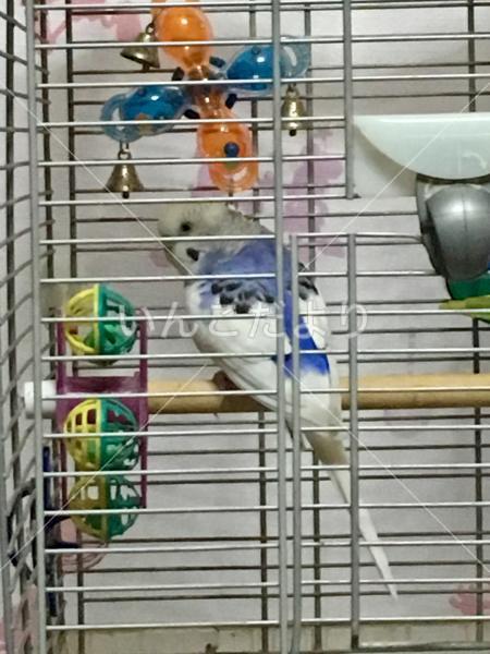 迷い鳥の写真