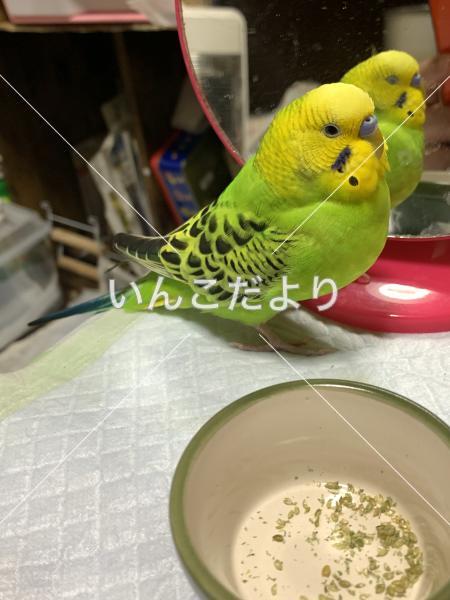 迷い鳥の写真