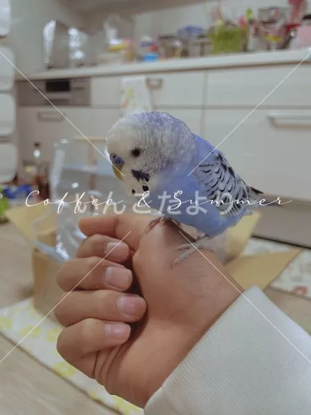 迷い鳥の写真