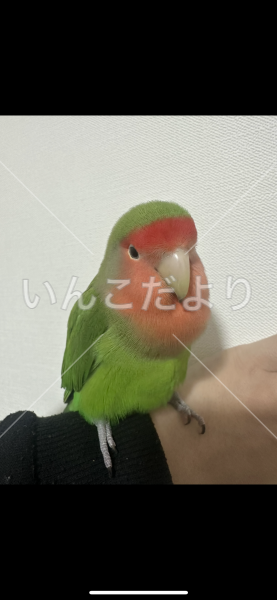 迷い鳥の写真