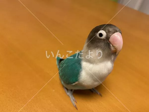 保護鳥の写真
