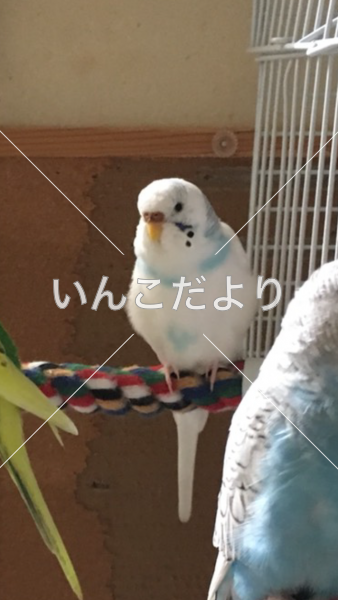 迷い鳥の写真