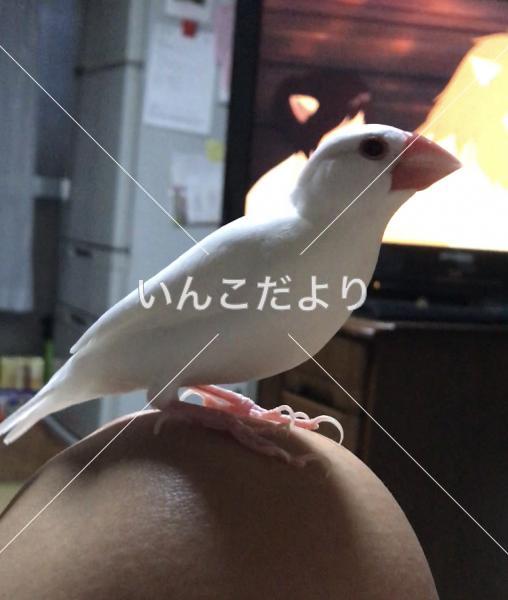 迷い鳥の写真