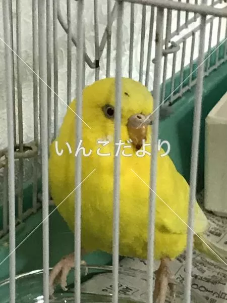 保護鳥の写真