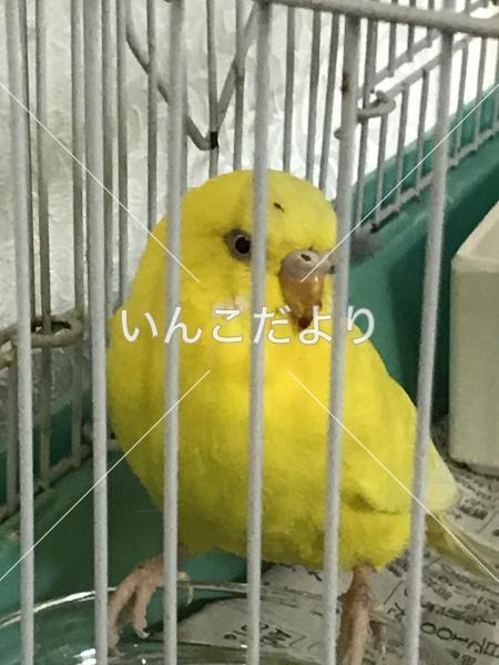 保護鳥の写真