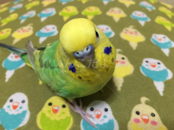 迷い鳥の写真