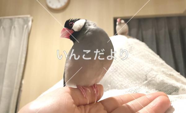 迷い鳥の写真