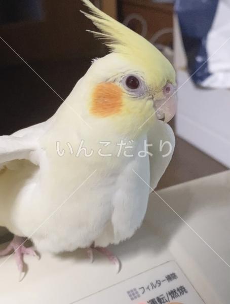 迷い鳥の写真