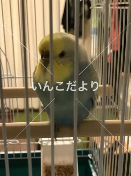 保護鳥の写真