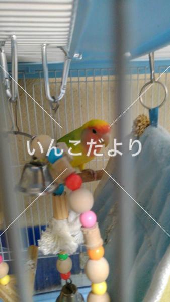 迷い鳥の写真
