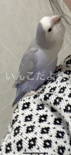 迷い鳥の写真