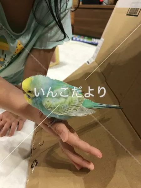 保護鳥の写真
