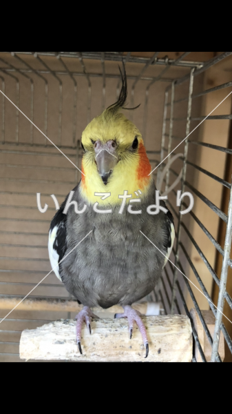 迷い鳥の写真