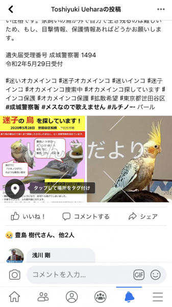 迷い鳥の写真
