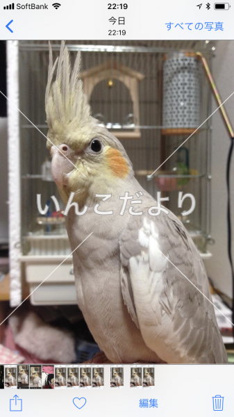 迷い鳥の写真