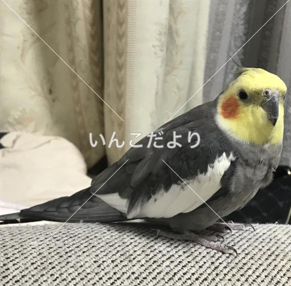 迷い鳥の写真
