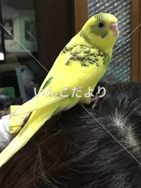 迷い鳥の写真