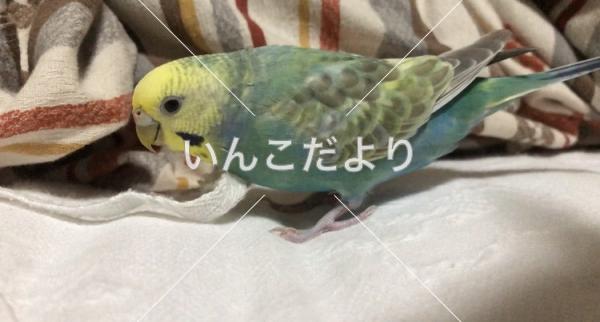 迷い鳥の写真