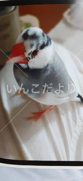 迷い鳥の写真