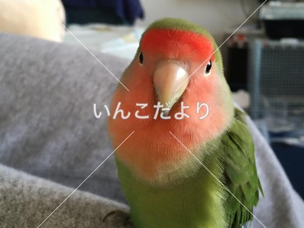 迷い鳥の写真