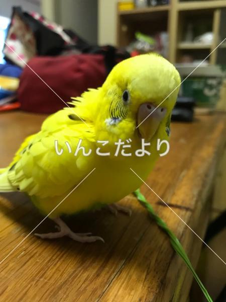 迷い鳥の写真