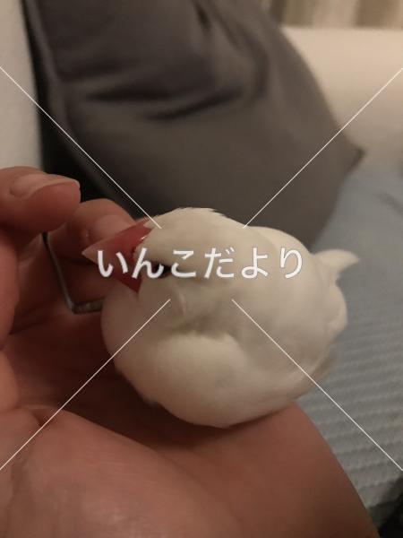 迷い鳥の写真