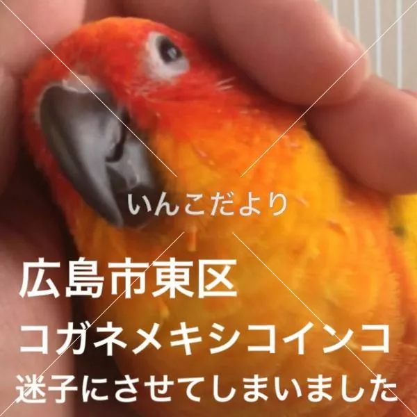 迷い鳥の写真