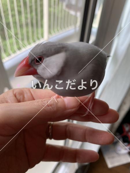 迷い鳥の写真