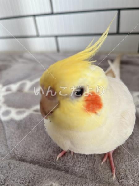 迷い鳥の写真
