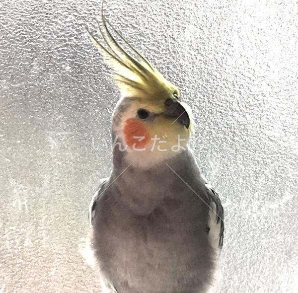 迷い鳥の写真