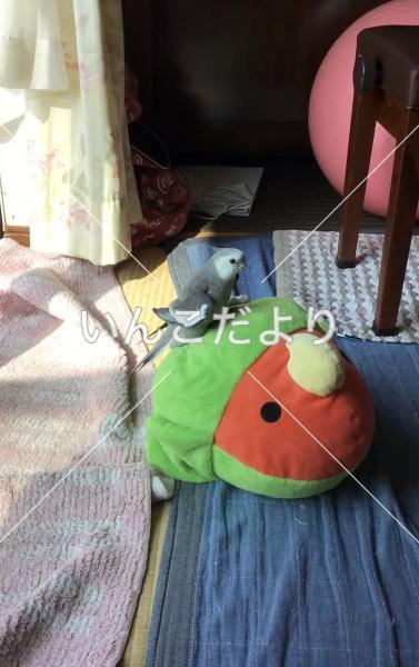迷い鳥の写真