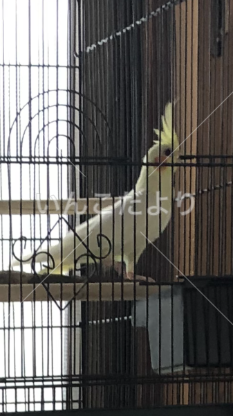 迷い鳥の写真