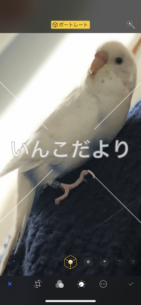 迷い鳥の写真