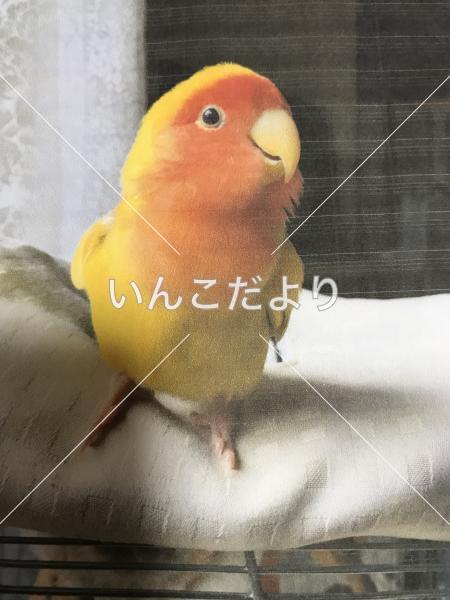 迷い鳥の写真